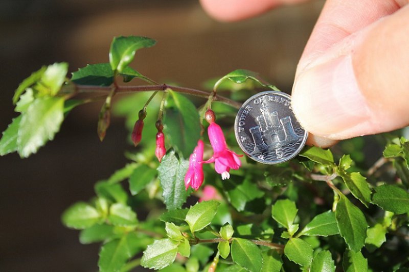 Fuschia Microphylla (2).JPG