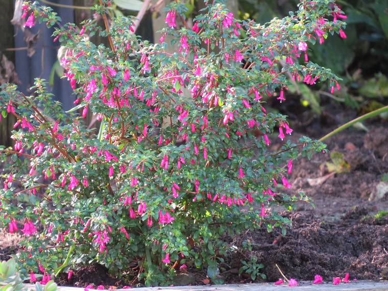 Fuschia 'Microphylla' (3).JPG