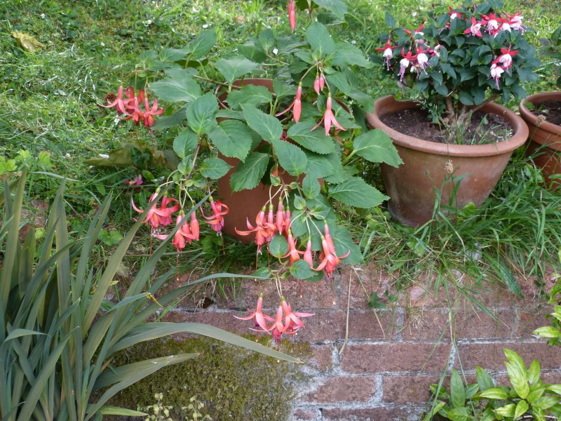 Fuschia Orange Drop.JPG