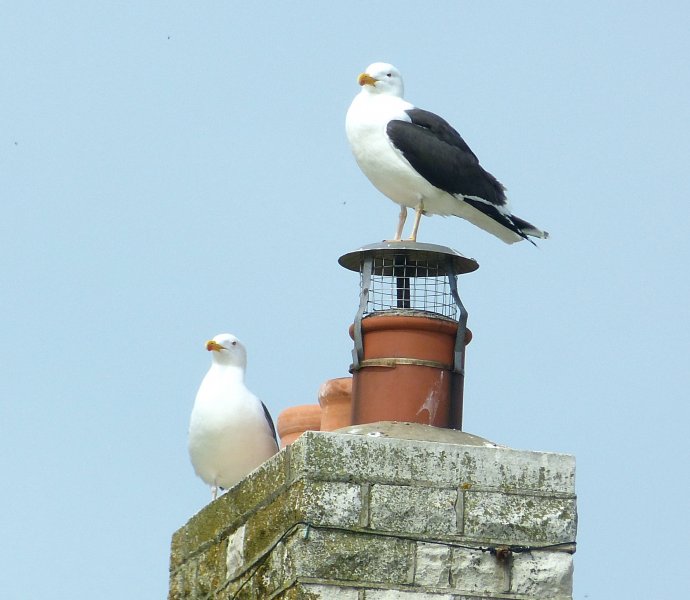 G B B Gull.JPG