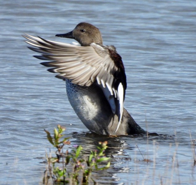 Gadwall 2.JPG