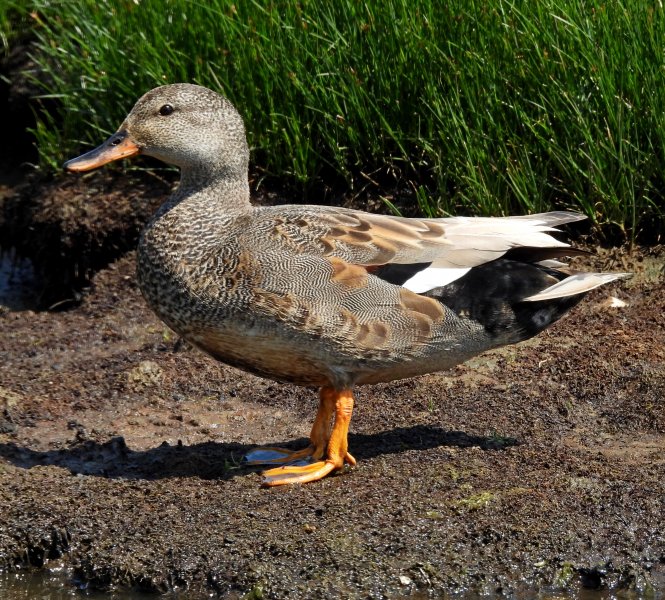 Gadwall.JPG