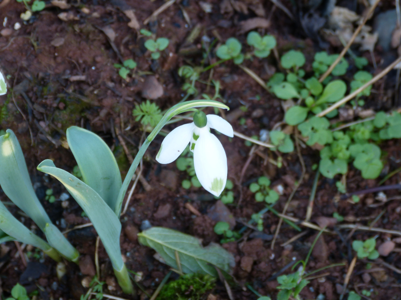 Galanthus elwesi Henley Greenspot.JPG