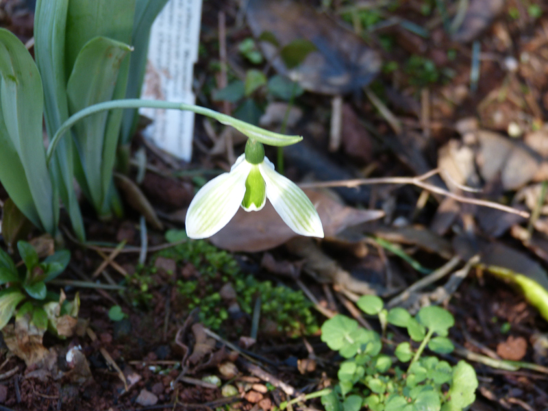 Galanthus elwesi Rosemary Burnham.JPG