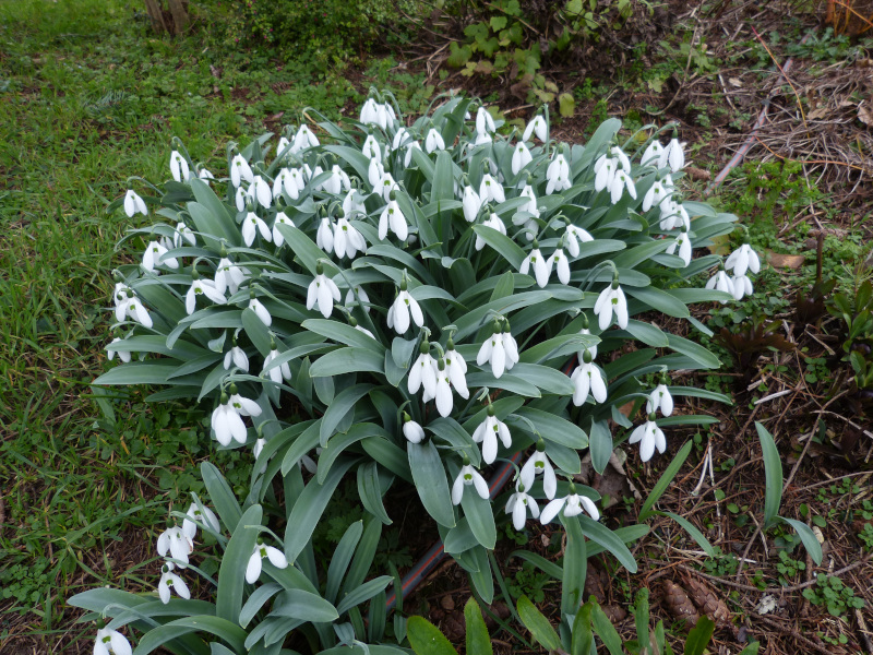 Galanthus elwesii 2.JPG