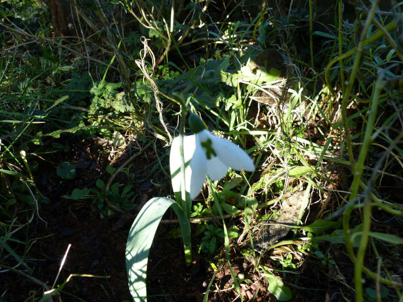 Galanthus elwesii Grumpy.JPG