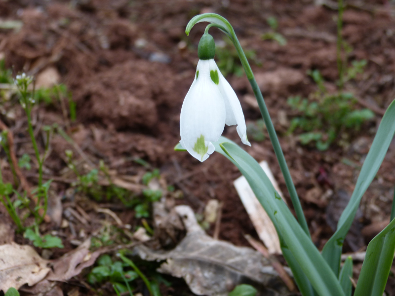 Galanthus elwesii Henley Greenspot.JPG