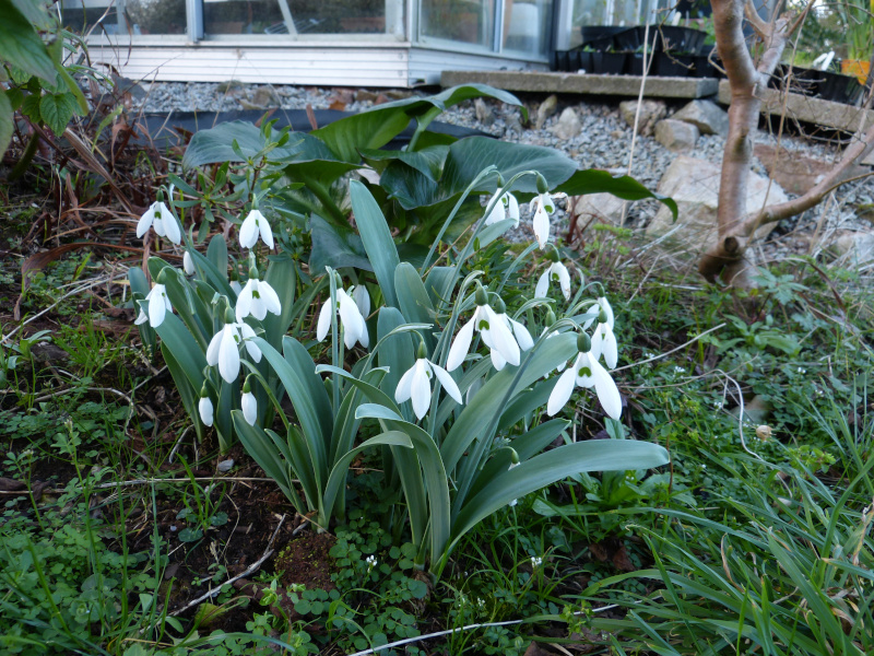 Galanthus elwesii monostictus.JPG