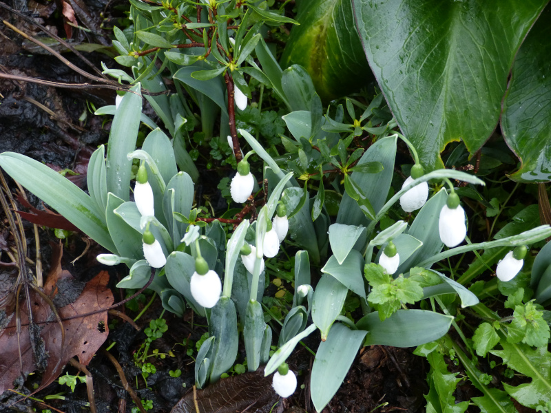 Galanthus elwesii monostictus.JPG