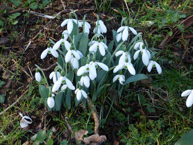 Galanthus elwesii monostictus.JPG