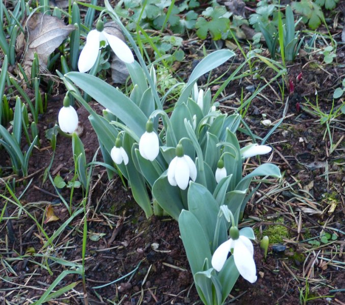 Galanthus elwesii monostictus .JPG