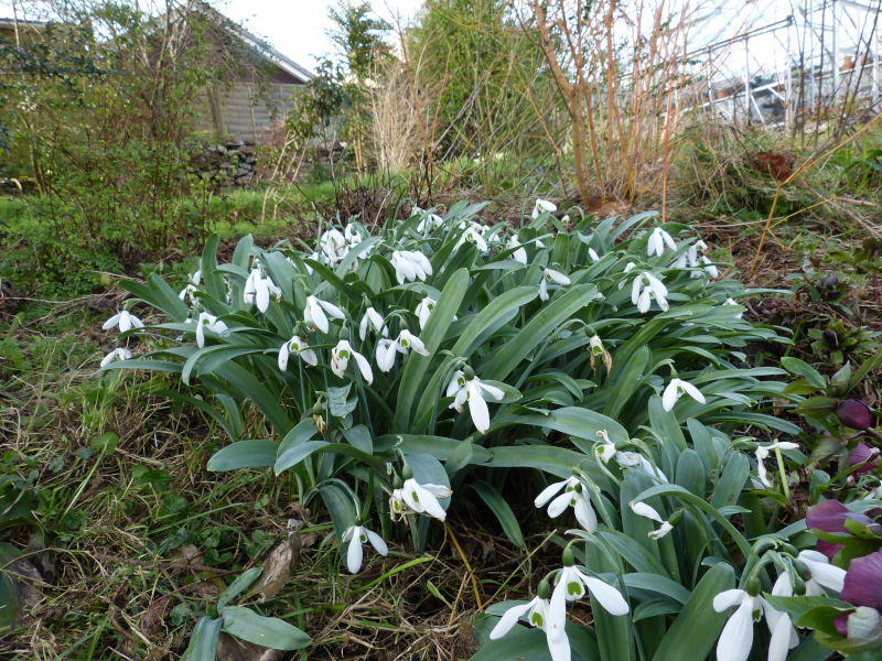 Galanthus elwesii monostictus.JPG