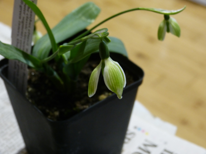 Galanthus elwesii Rosemary Burnham.JPG