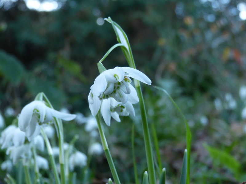 Galanthus Hillpoe.JPG