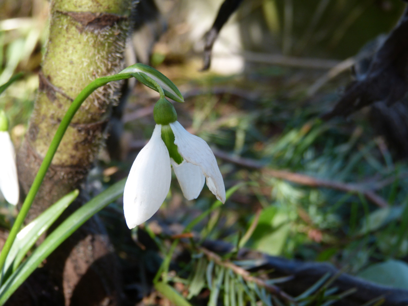 Galanthus hybrid Moortown Mighty.JPG