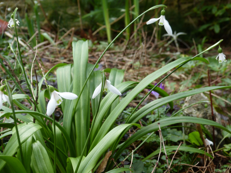 Galanthus ikariae.JPG