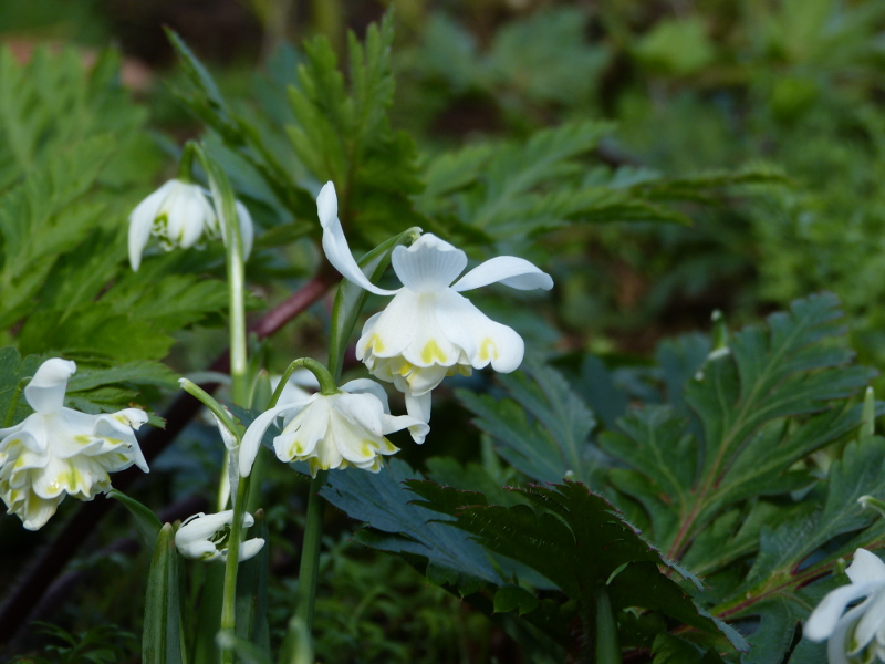 Galanthus Lady Elphinstone.JPG