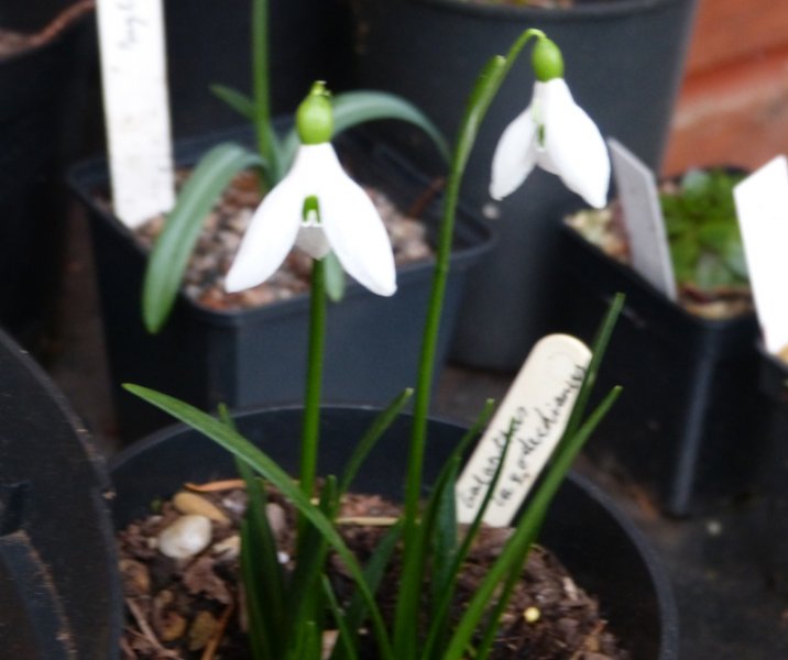 Galanthus lagodechianus.JPG