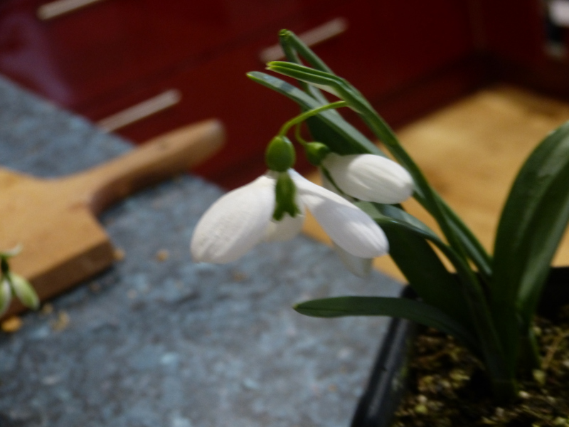 Galanthus Mightymoor.JPG