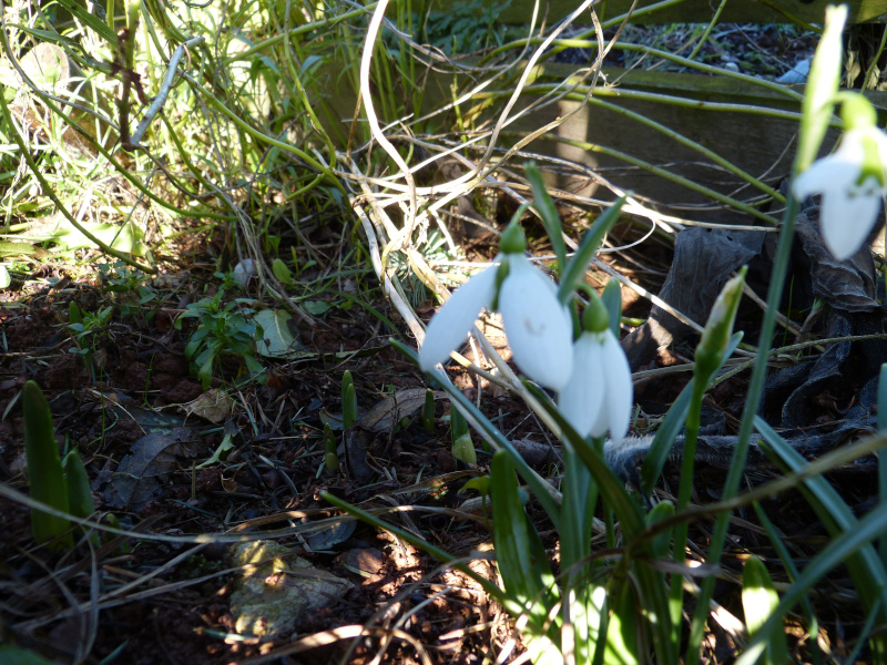 Galanthus Moortown Mighty.JPG