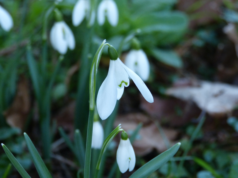 Galanthus nivalis 1.JPG