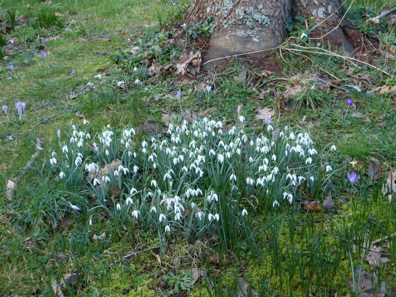 Galanthus nivalis.JPG