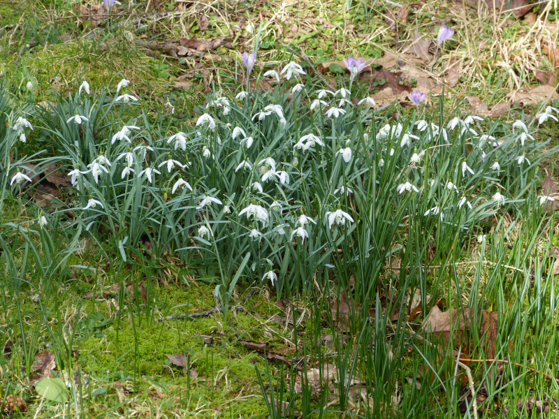 Galanthus nivalis naturalised.JPG