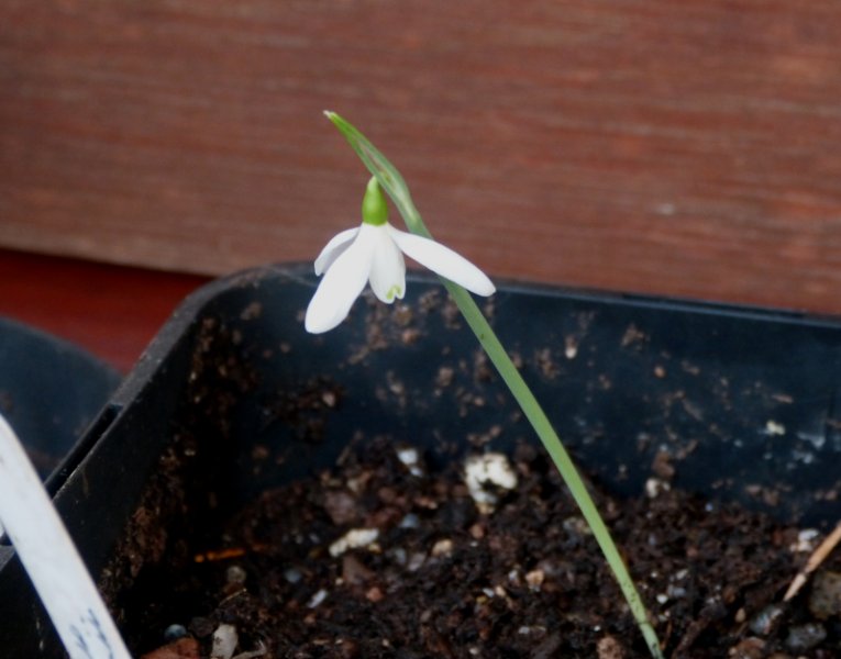 Galanthus peshmenii.JPG