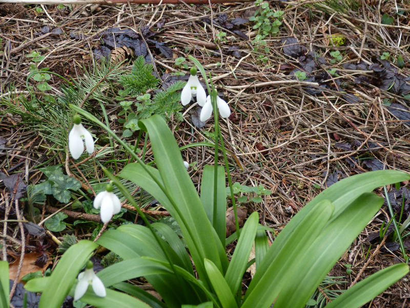 Galanthus plicatus.JPG