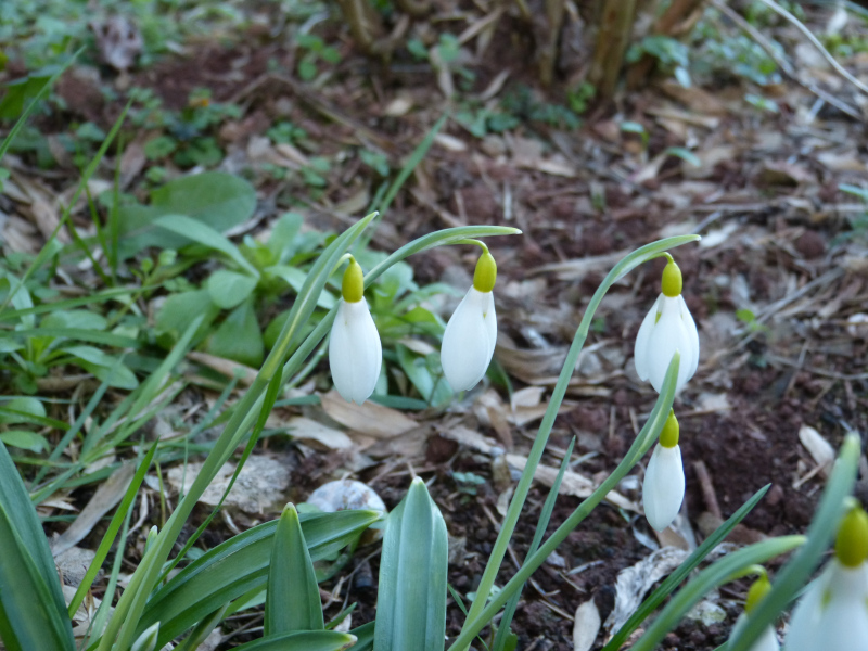 Galanthus plicatus Wendy's Gold.JPG