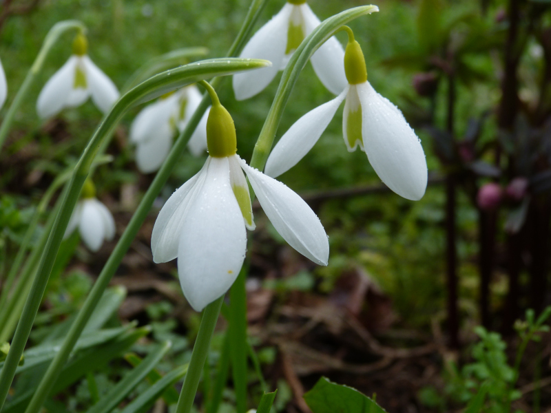 Galanthus plicatus Wendys Gold.JPG