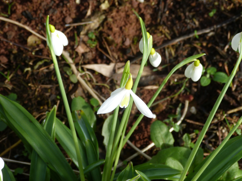 Galanthus plicatus Wendys Gold.JPG