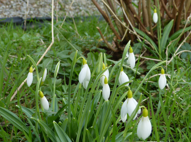 Galanthus plicatus Wendy's Gold.JPG