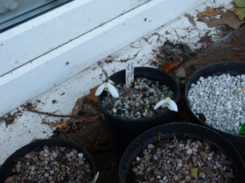 Galanthus reginae-olgae Tilebarn Jamie.JPG