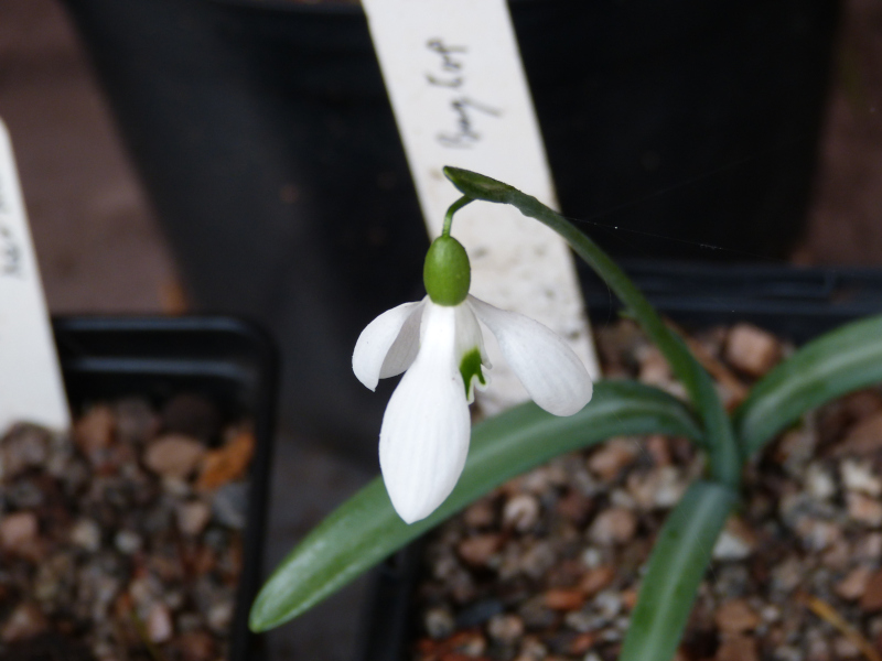 Galanthus rizehensis Baytop.JPG