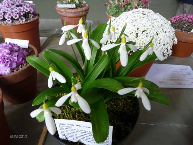 Galanthus woronovii Elizabeth Harrison.jpg