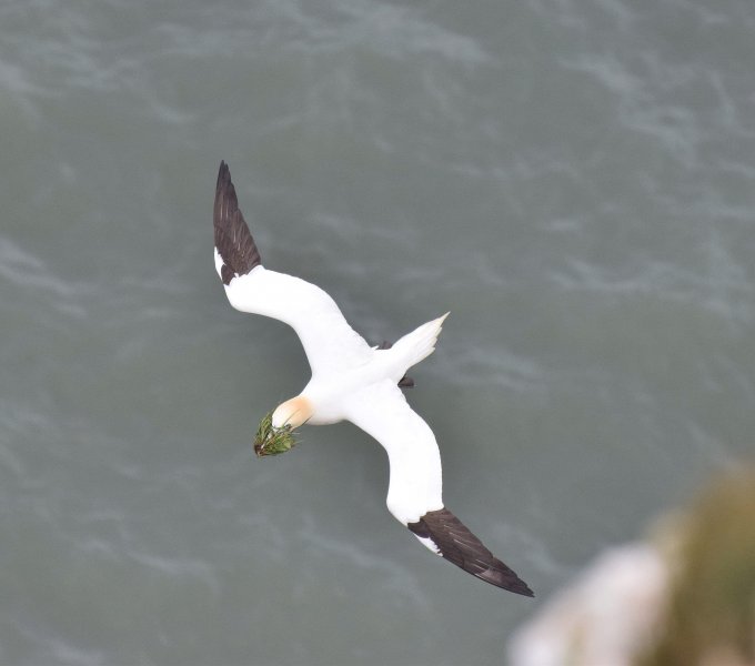 Gannet 10.jpg