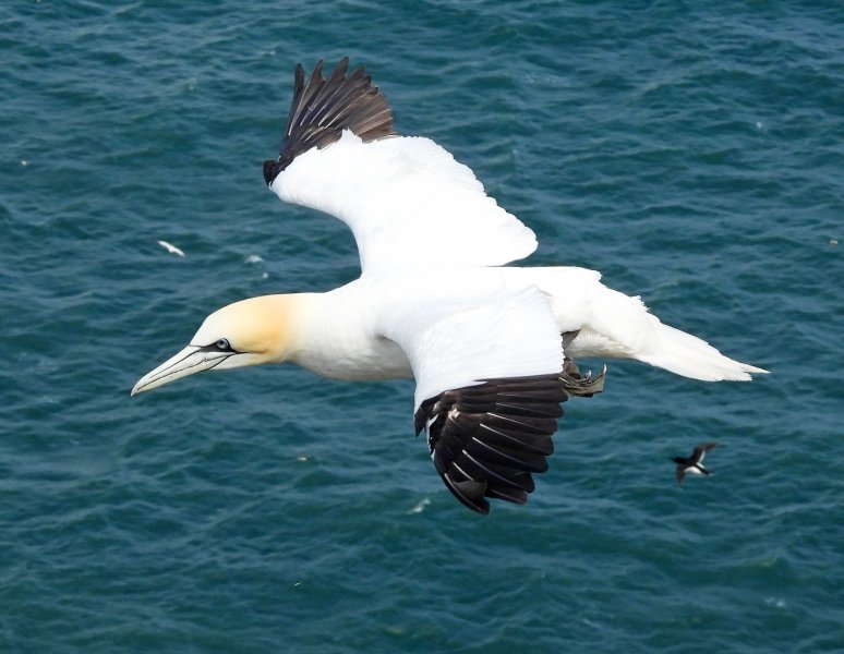 Gannet   (29).JPG