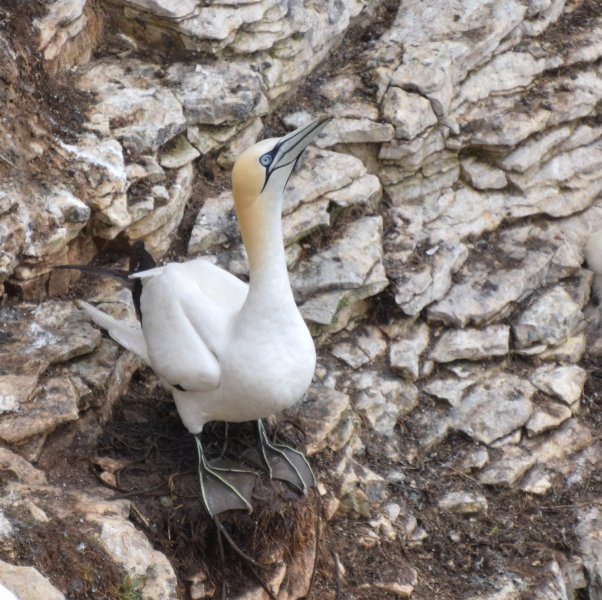 Gannet 5.5.jpg