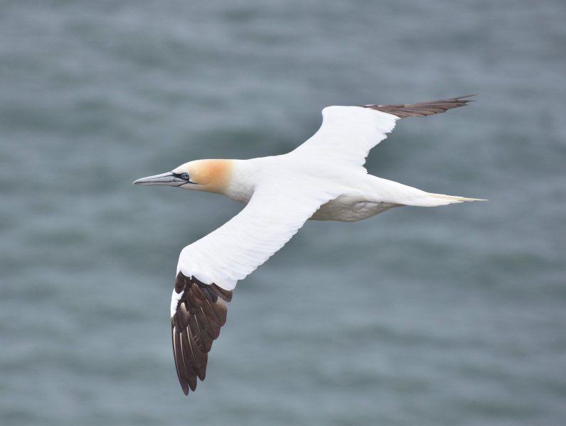 Gannet 6.jpg