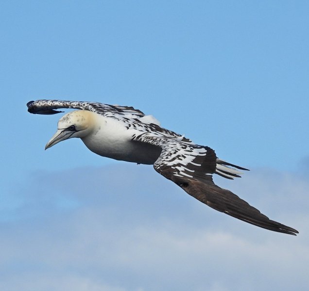 Gannet  (7).JPG