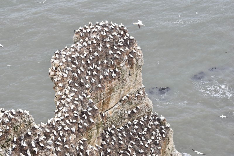 Gannet colony 3.jpg