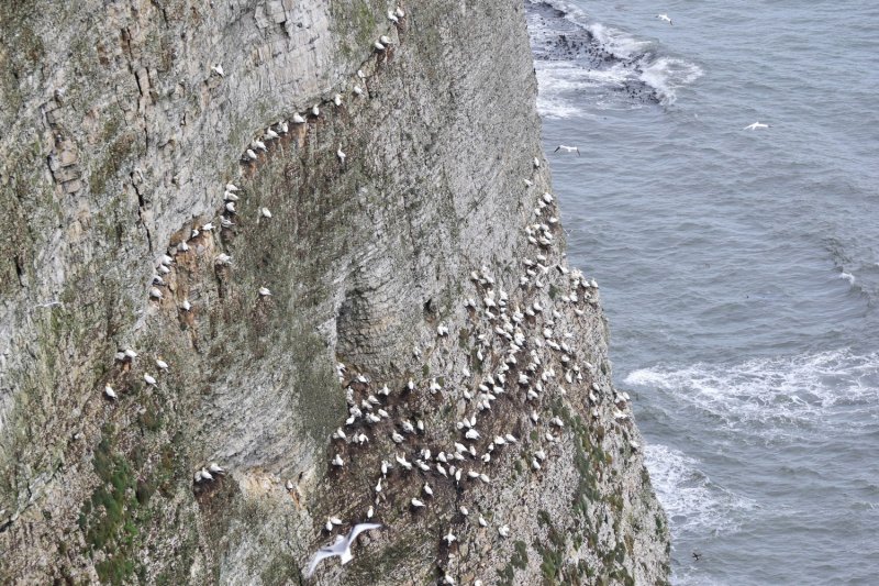 Gannet colony.jpg