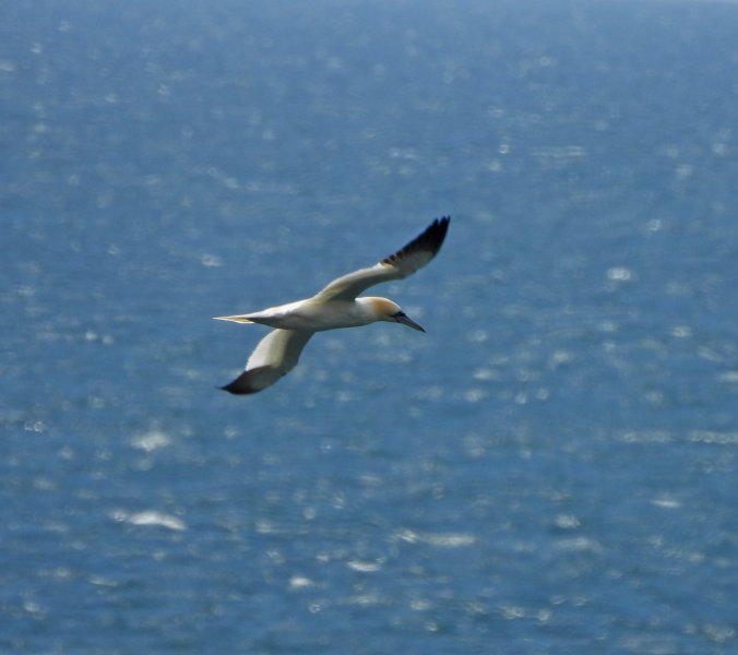 Gannet.JPG