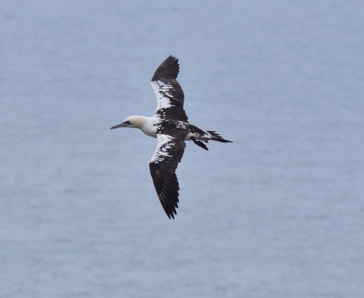 Gannet juv 4.jpg