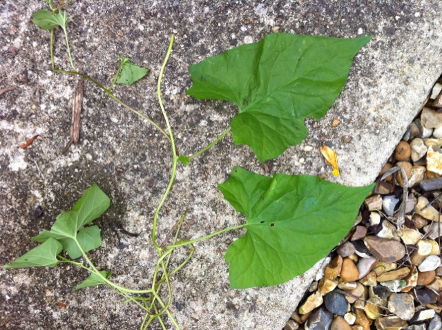 Garden Creeper.JPG