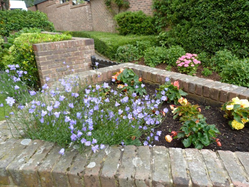 Garden flowers on 9 July 2012 001.JPG