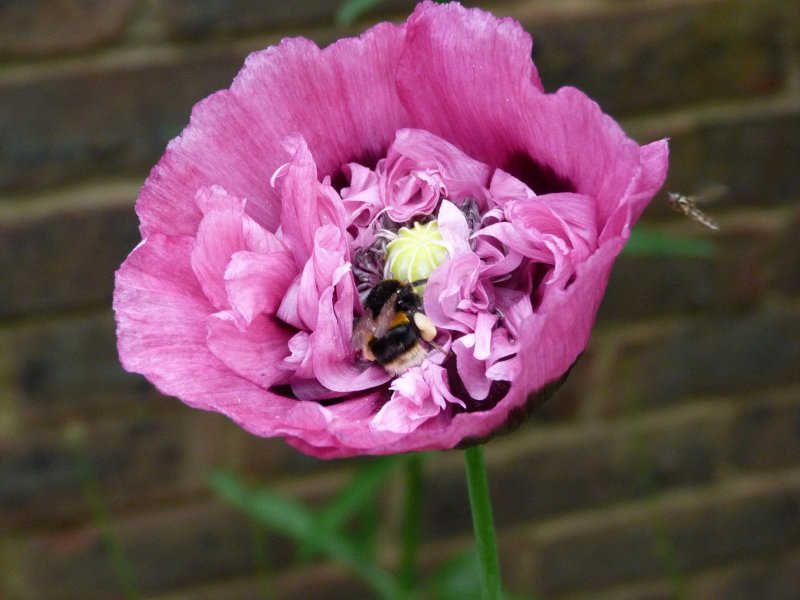 Garden flowers on 9 July 2012 012.JPG