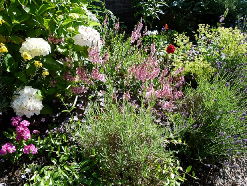 Garden goodies 25 June 2012 008.JPG