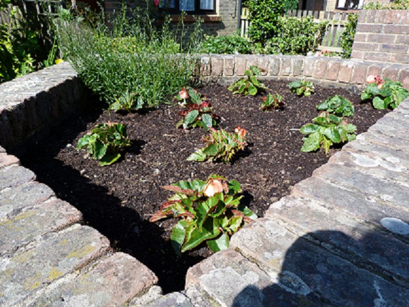 Garden goodies 25 June 2012 011.JPG